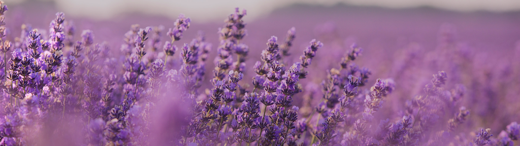 Close up image of a lavender field