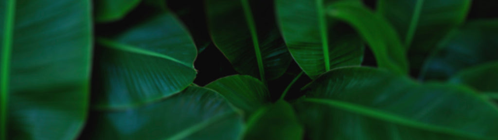 Close up image of Plantain Leaves