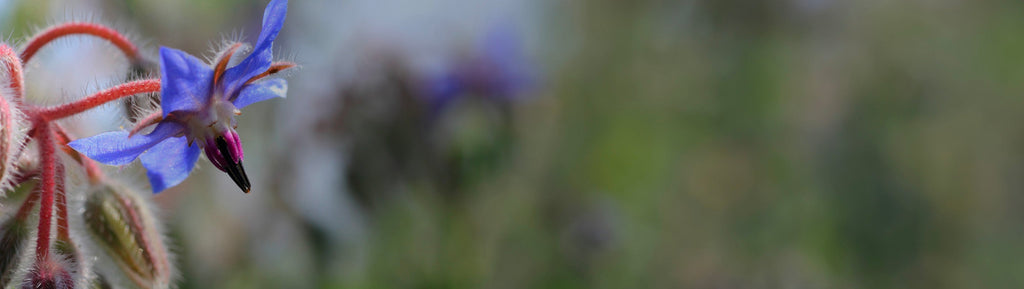 Close up image of a wild borage flower