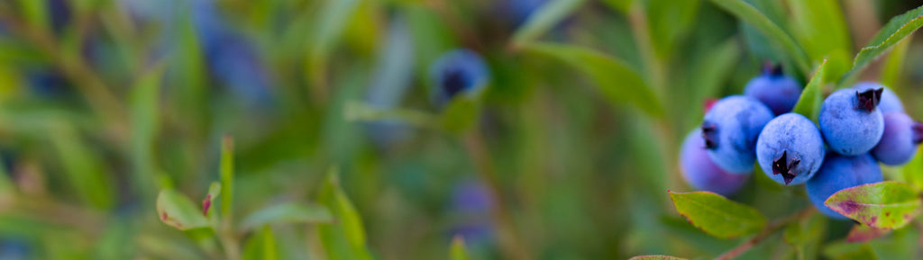 Close up image of wild blueberries