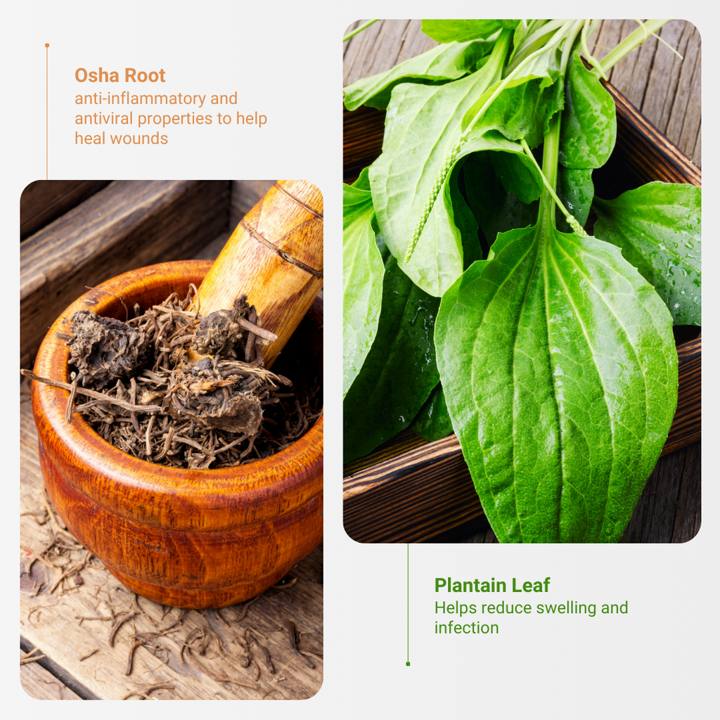 Osha Root and Plantain Leaf are the ingredients that benefit the user most