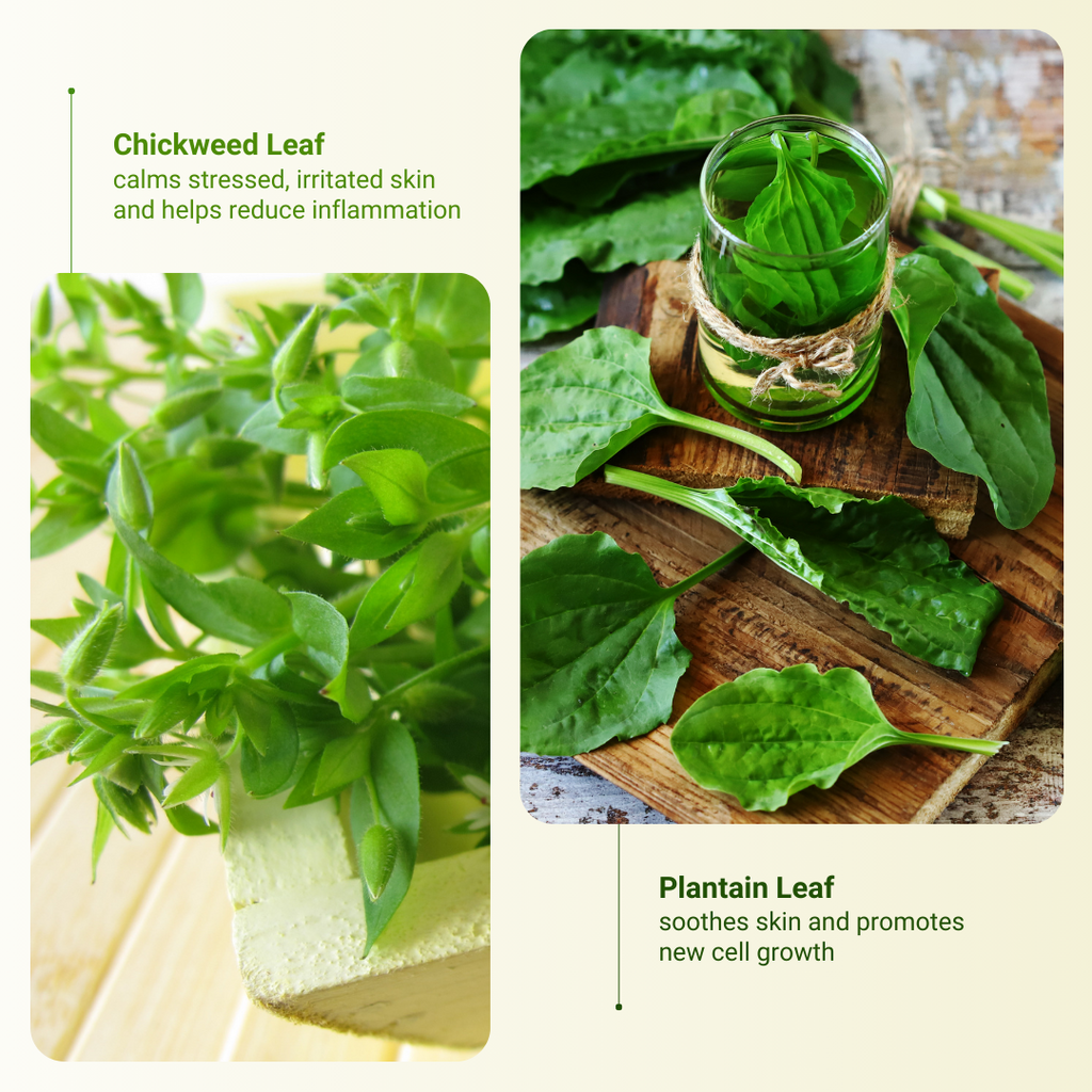 Chickweed Leaf and Plantain Leaf are the ingredients that benefit the user most